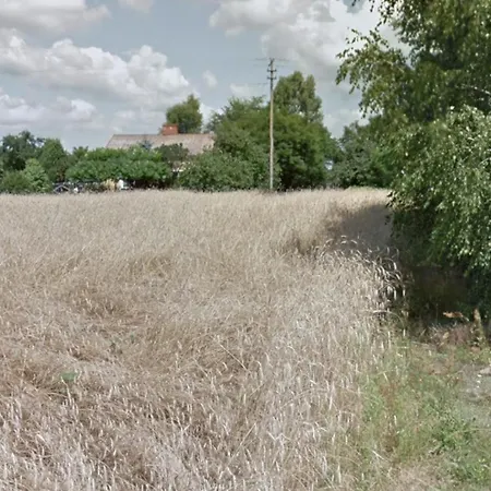 Chester's Field Kemp